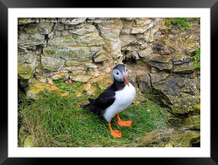 Puffin all alone Framed Mounted Print by Jeff Hardwick