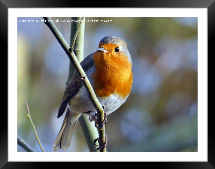 British Robin Framed Mounted Print by Jeff Hardwick