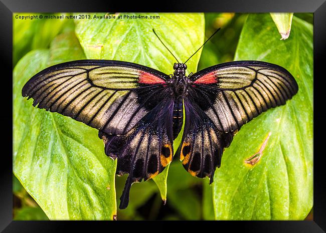 Butterfly Farm Framed Print by michael rutter