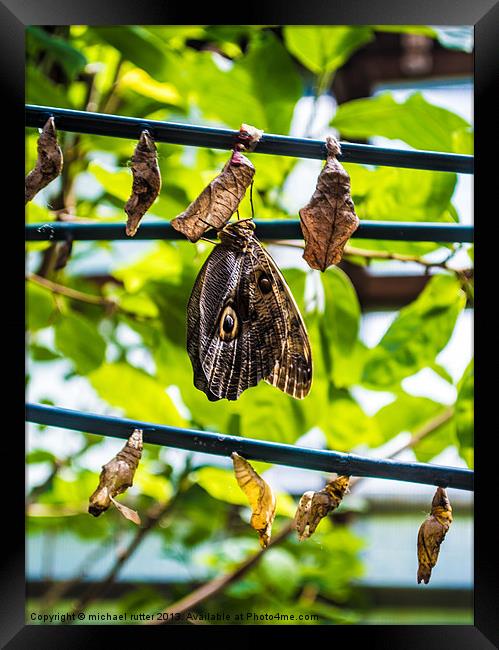 Butterfly Farm Framed Print by michael rutter