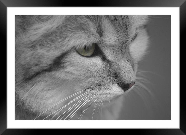 the cats whiskers Framed Mounted Print by mim hancock