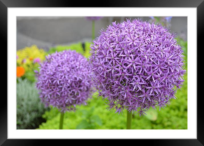 alliums Framed Mounted Print by mim hancock