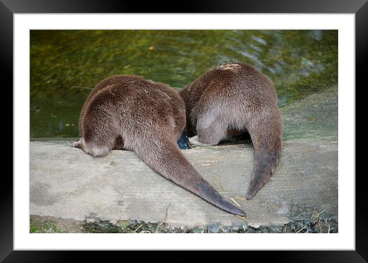 otterly in love Framed Mounted Print by mim hancock