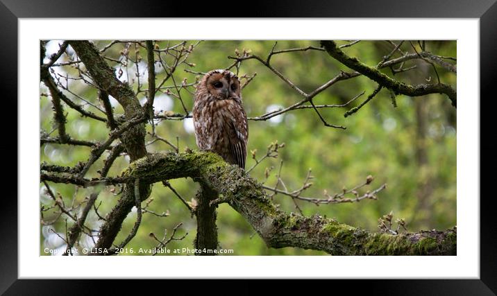 Adult tawny owl keeping watch Framed Mounted Print by LISA 