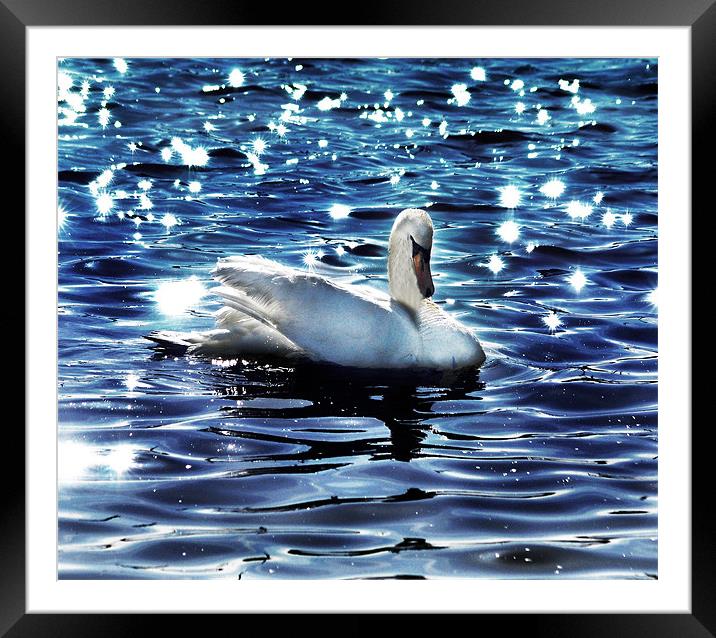 Swan Framed Mounted Print by Matthew Laming