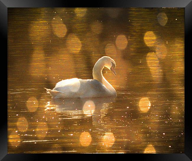 Swan on golden pond Framed Print by Matthew Laming
