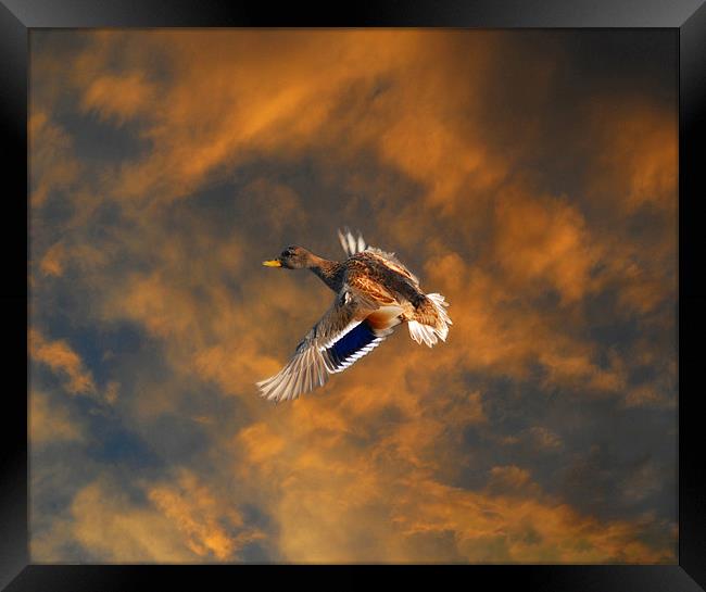 Duck in flight Framed Print by Matthew Laming