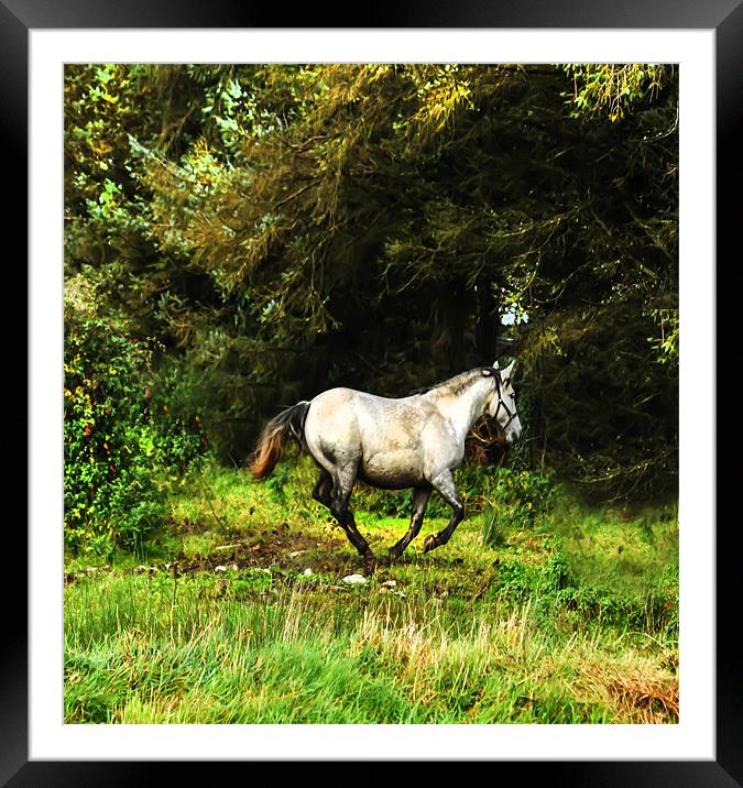 Horse in the field Framed Mounted Print by Matthew Laming