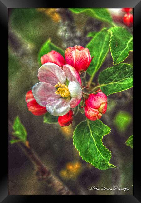 Apple Blossom Framed Print by Matthew Laming