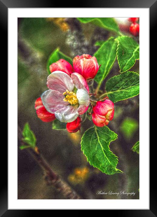 Apple Blossom Framed Mounted Print by Matthew Laming