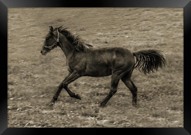 Connamara Pony Framed Print by Matthew Laming