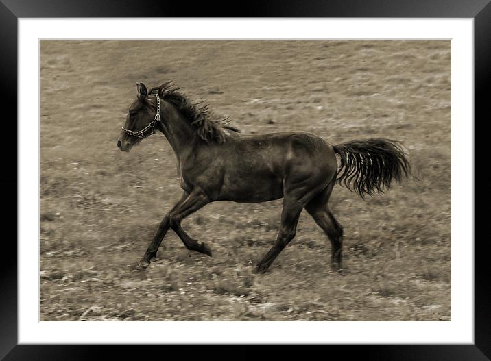 Connamara Pony Framed Mounted Print by Matthew Laming