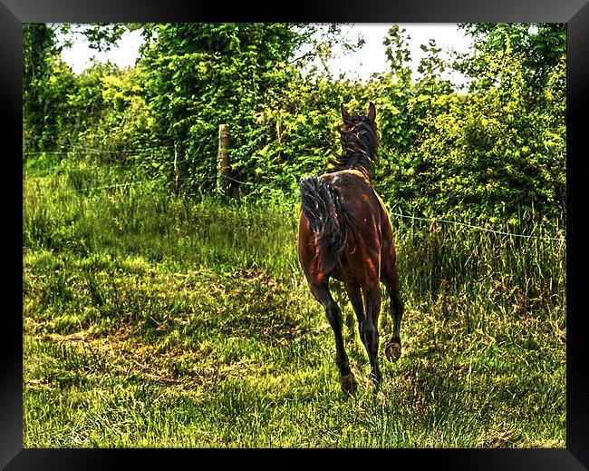 Galloping Horse Framed Print by Matthew Laming