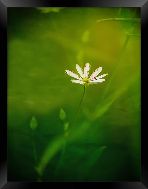 Une belle petite fleur Framed Print by Matthew Laming