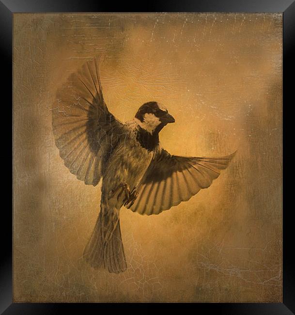 Flight of the Sparrow Framed Print by Matthew Laming