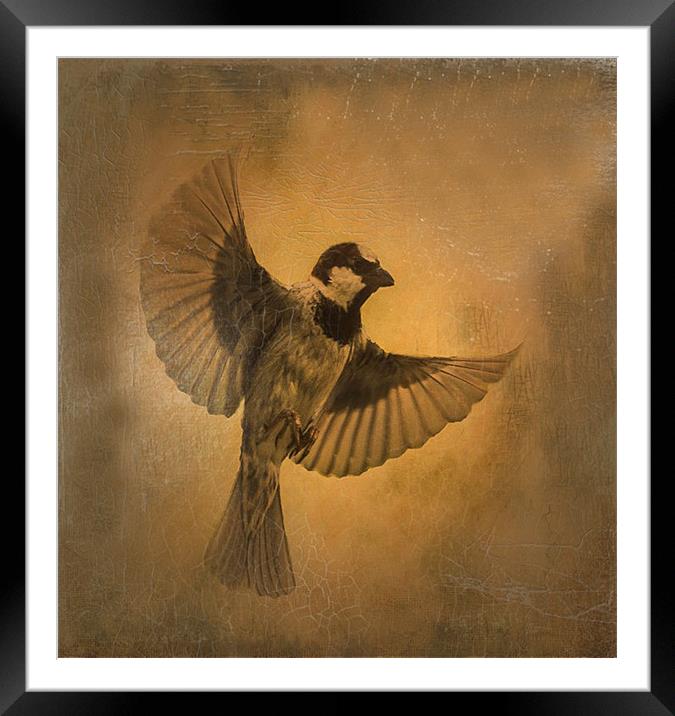 Flight of the Sparrow Framed Mounted Print by Matthew Laming