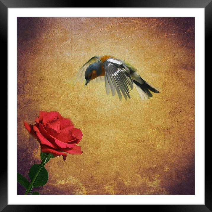 Chaffinch and the Rose Framed Mounted Print by Matthew Laming