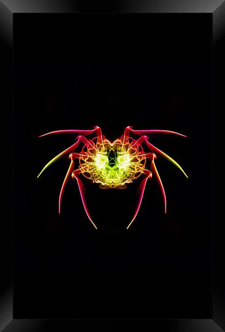 Smoke Spider 1 Framed Print by Steve Purnell