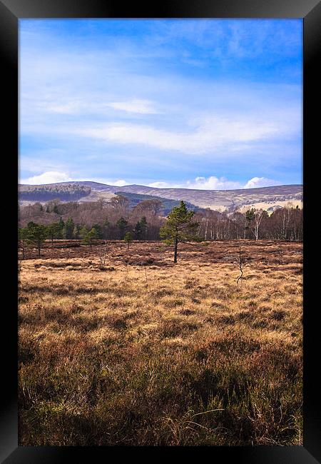 Birch Moss II Framed Print by Douglas McMann