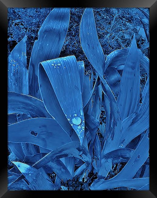 Iris Swon Framed Print by Johnny M