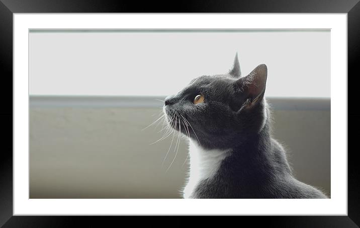 Cat looking up to the sky Framed Mounted Print by Marc Reeves