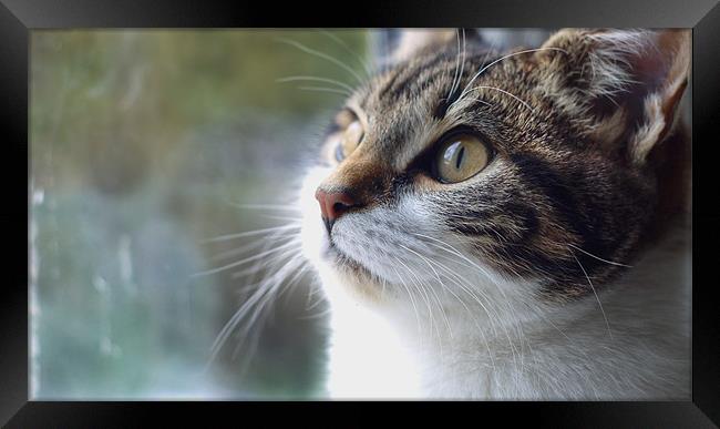 Cute kitten looking out window Framed Print by Marc Reeves