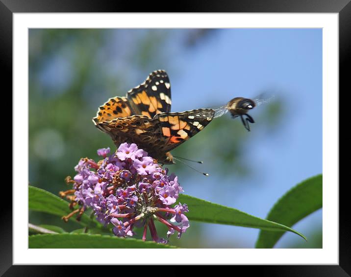 Bee and Butterfly Framed Mounted Print by Carol Young