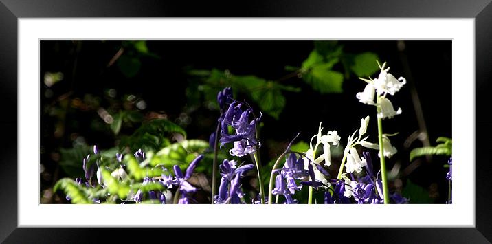 Bluebells Framed Mounted Print by Carol Young