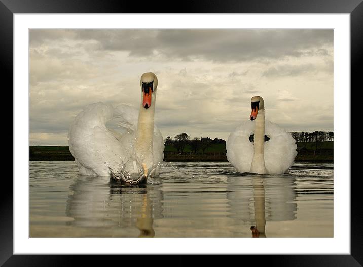 Swan Lake Framed Mounted Print by Bob Legg