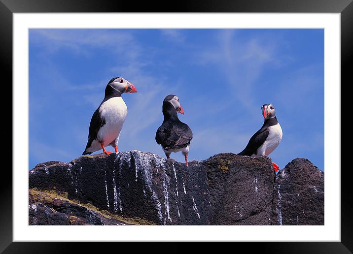Puffins on the May Framed Mounted Print by Bob Legg