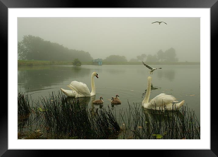 Foggy Day Swans Framed Mounted Print by Bob Legg