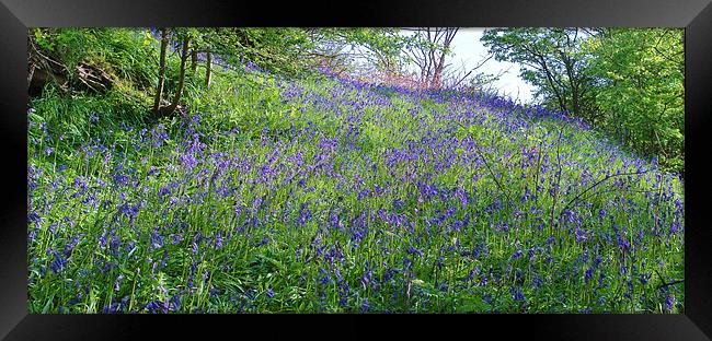 Scottish Bluebells Framed Print by Bob Legg