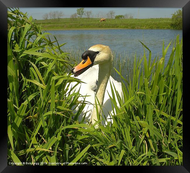 Swan emerging Framed Print by Bob Legg