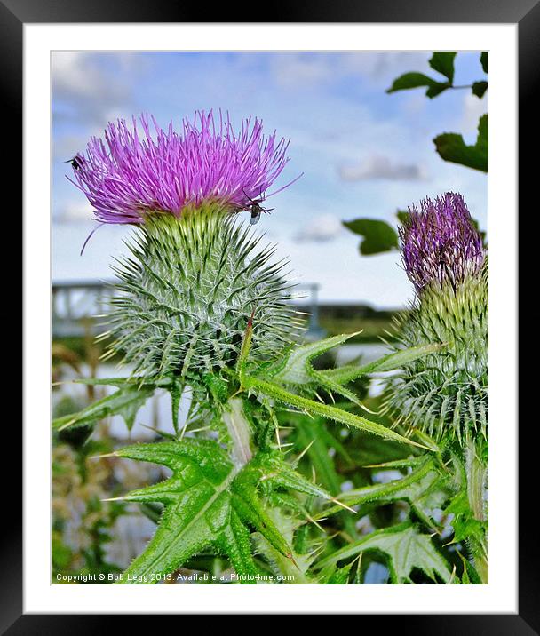 Thistles Framed Mounted Print by Bob Legg