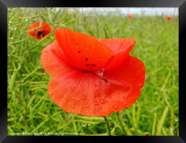 Dewdrops Poppy Framed Print by Bob Legg