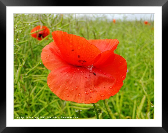 Dewdrops Poppy Framed Mounted Print by Bob Legg