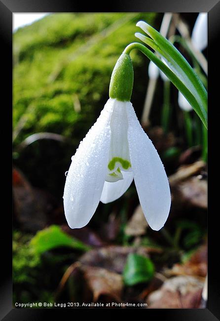 Snowdrop Framed Print by Bob Legg