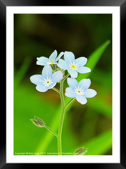 Speedwell Framed Mounted Print by Bob Legg