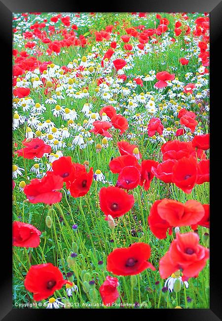 Poppies and Daisies Framed Print by Bob Legg