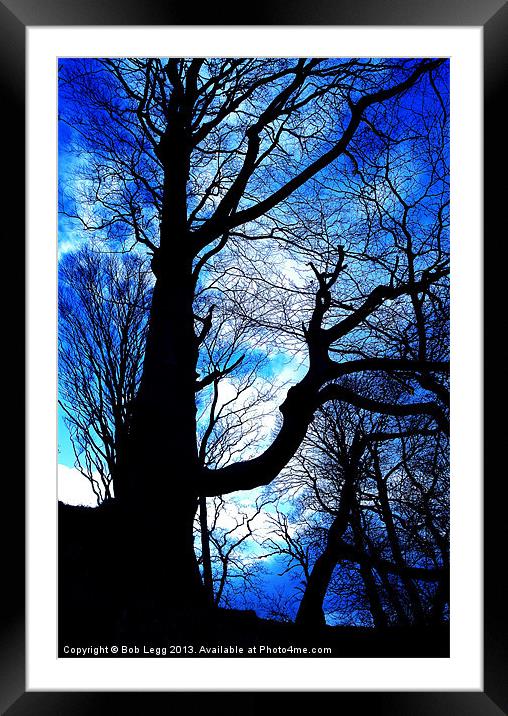 Blue in the Woods Framed Mounted Print by Bob Legg