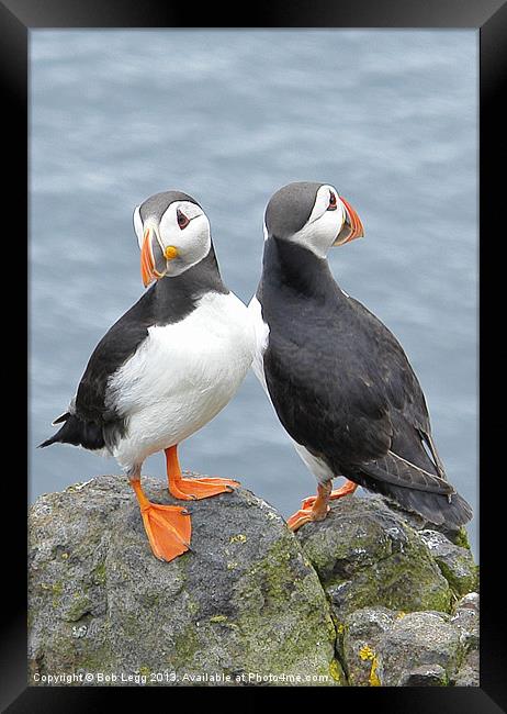 Two heads are better than one Framed Print by Bob Legg