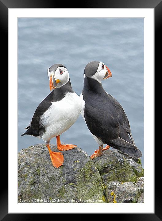Two heads are better than one Framed Mounted Print by Bob Legg