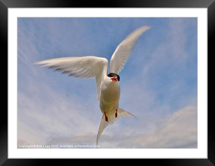 Artic Tern in flight Framed Mounted Print by Bob Legg