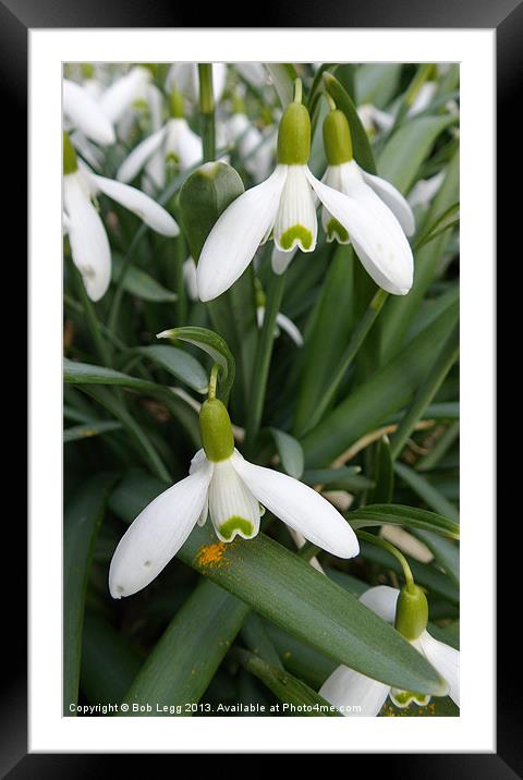 Snowdrops Framed Mounted Print by Bob Legg