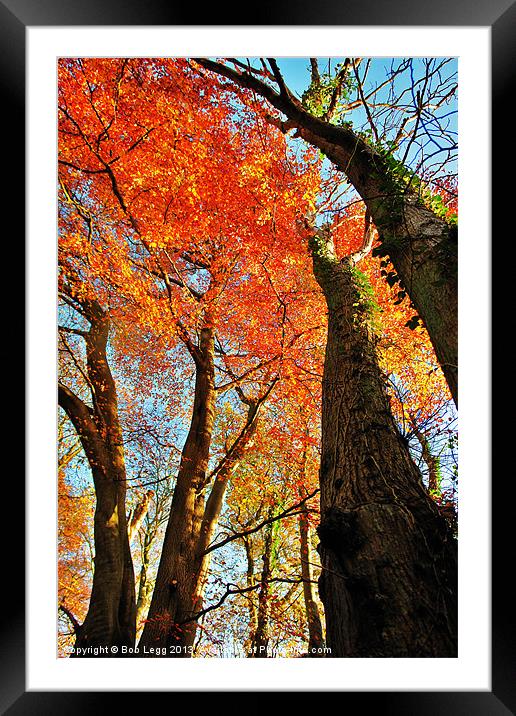 Autumn Trees Framed Mounted Print by Bob Legg