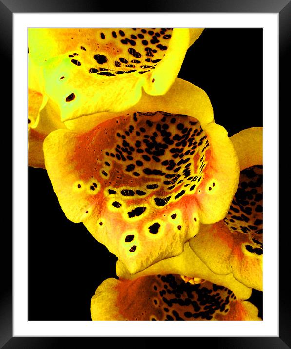 Its a Bees World Framed Mounted Print by paolo d sharp
