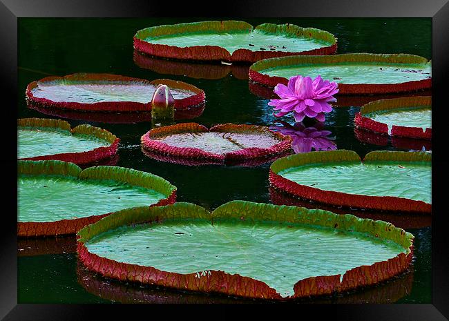 Lilly Pads on Water Framed Print by Alex Hynes