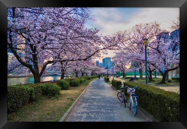Cherry Blossoms in Japan Framed Print by Alex Hynes