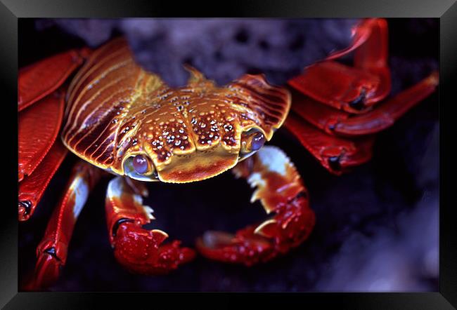 Sally Lightfoot Crab, Galapagos Islands Framed Print by Celia Mannings