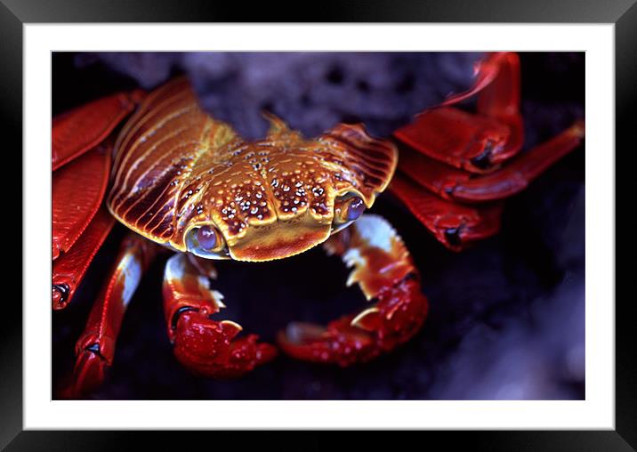 Sally Lightfoot Crab, Galapagos Islands Framed Mounted Print by Celia Mannings